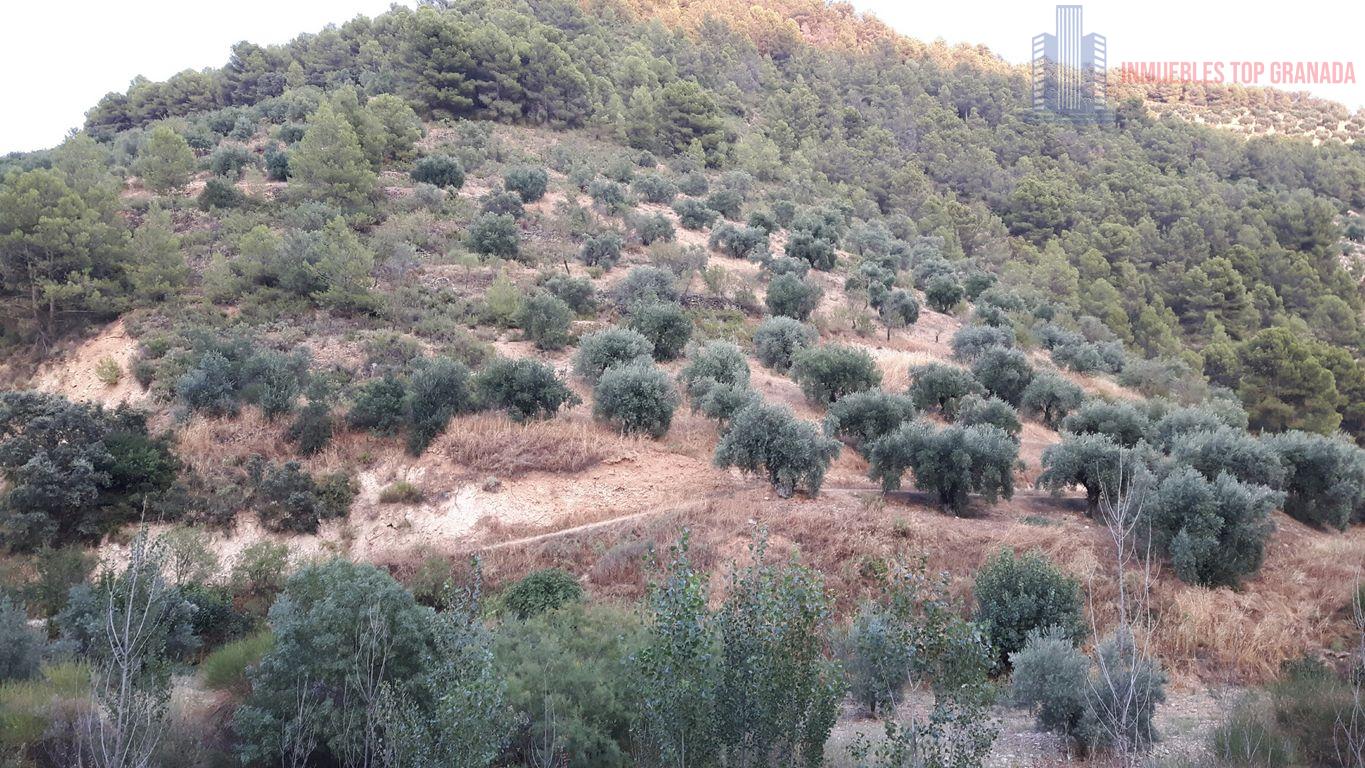 For sale of rural property in Montefrío