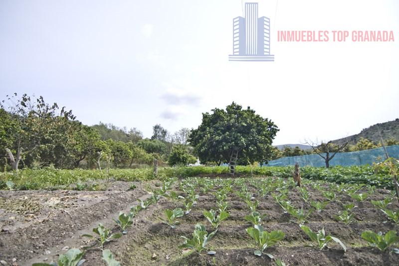 For sale of rural property in Vélez de Benaudalla