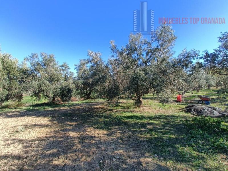 For sale of chalet in Las Gabias