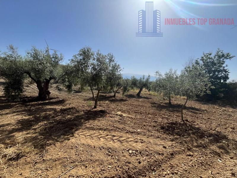 For sale of land in Padul