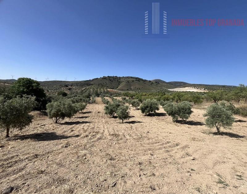 For sale of land in Padul