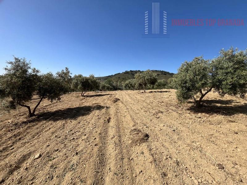 For sale of land in Padul