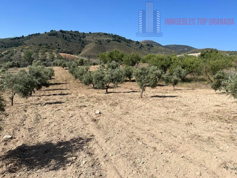 For sale of land in Padul