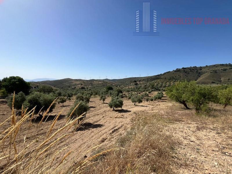 For sale of land in Padul
