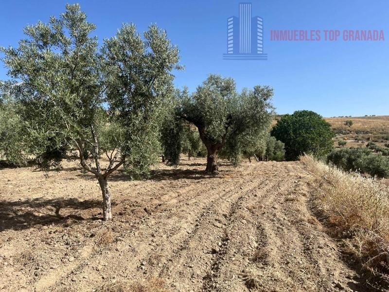 For sale of land in Padul