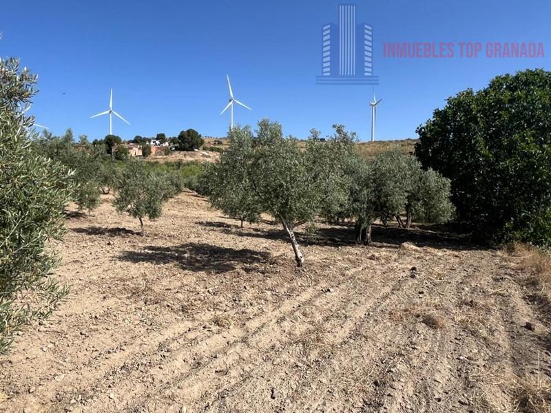 For sale of land in Padul