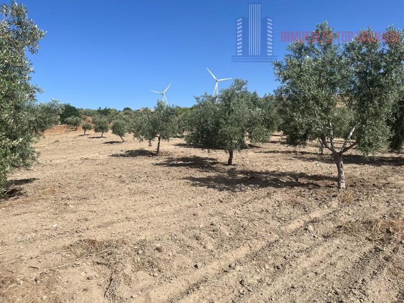 For sale of land in Padul
