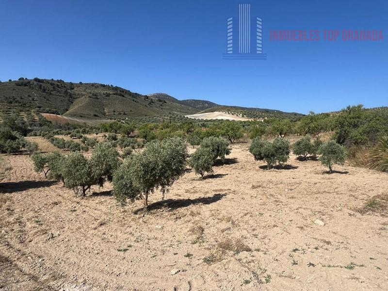 For sale of land in Padul