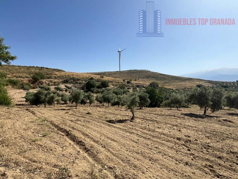 For sale of land in Padul