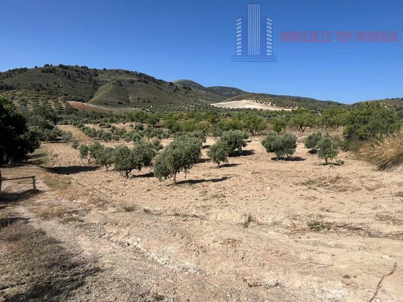 For sale of land in Padul