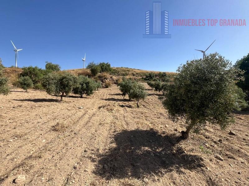 For sale of land in Padul