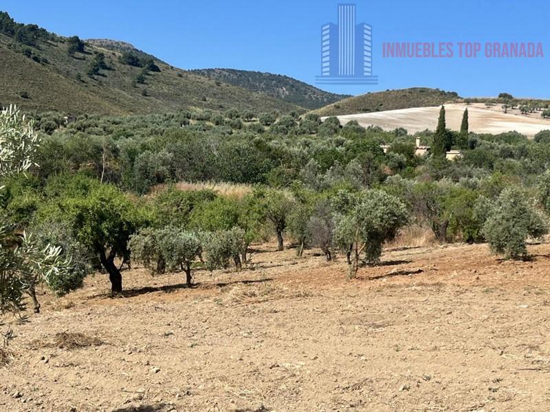 For sale of land in Padul