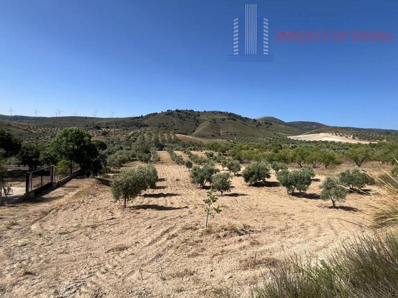 For sale of land in Padul