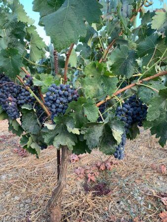Venta de finca rústica en Lecrín