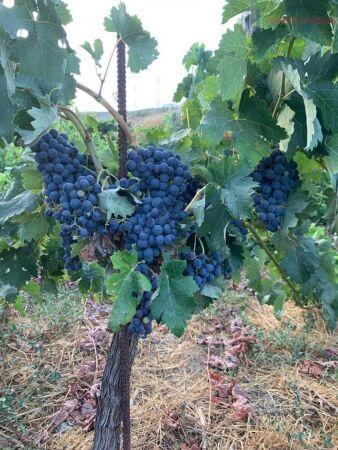 Venta de finca rústica en Lecrín