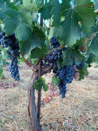 Venta de finca rústica en Lecrín