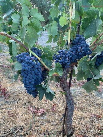 Venta de finca rústica en Lecrín