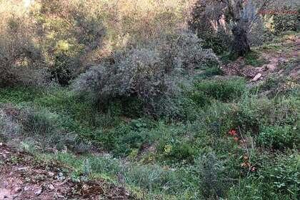 Venta de finca rústica en Lecrín