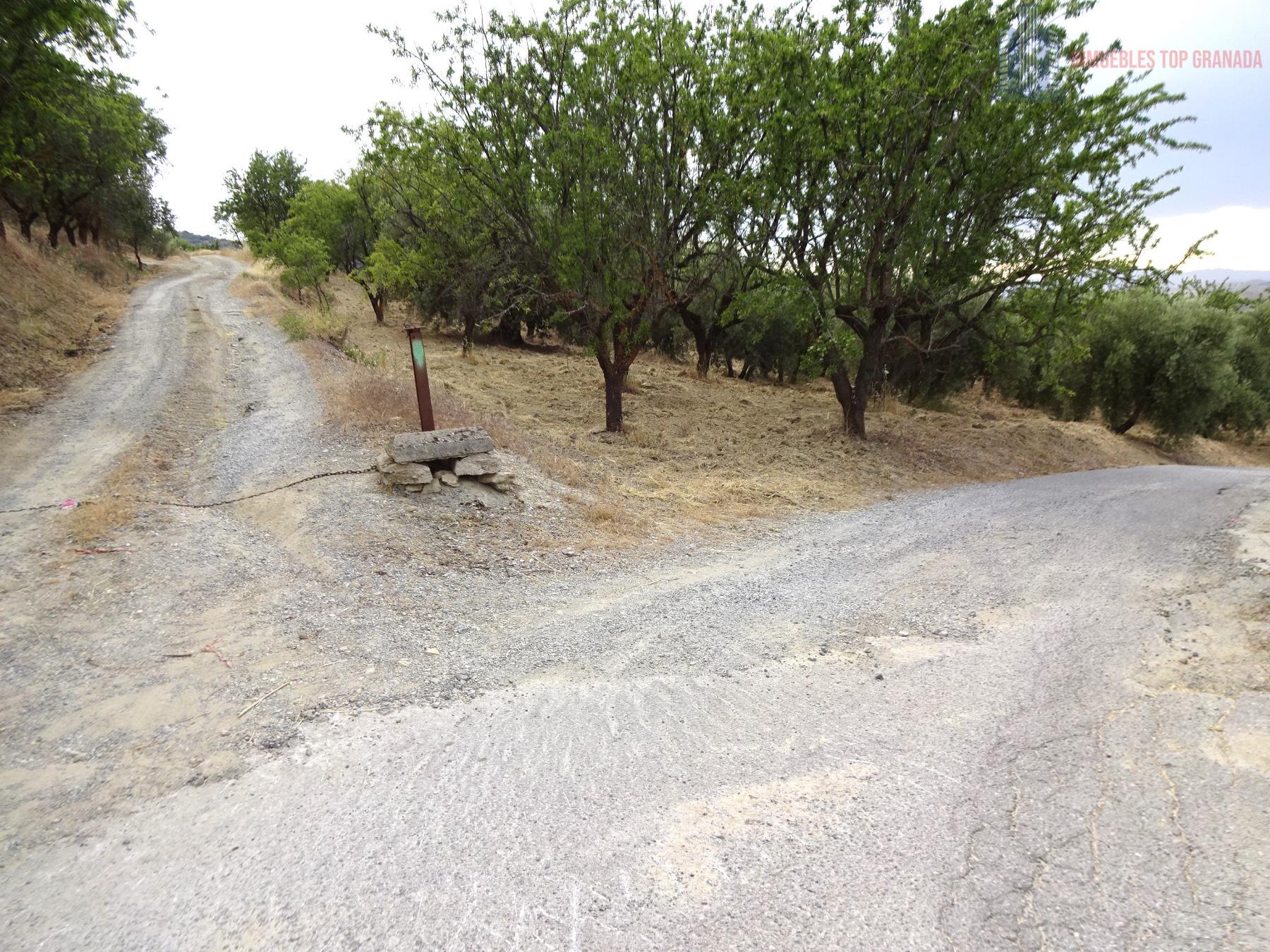 Venta de finca rústica en Pinos Genil