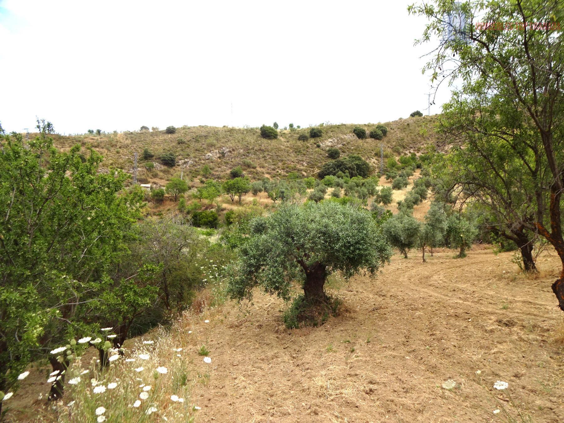 Venta de finca rústica en Pinos Genil