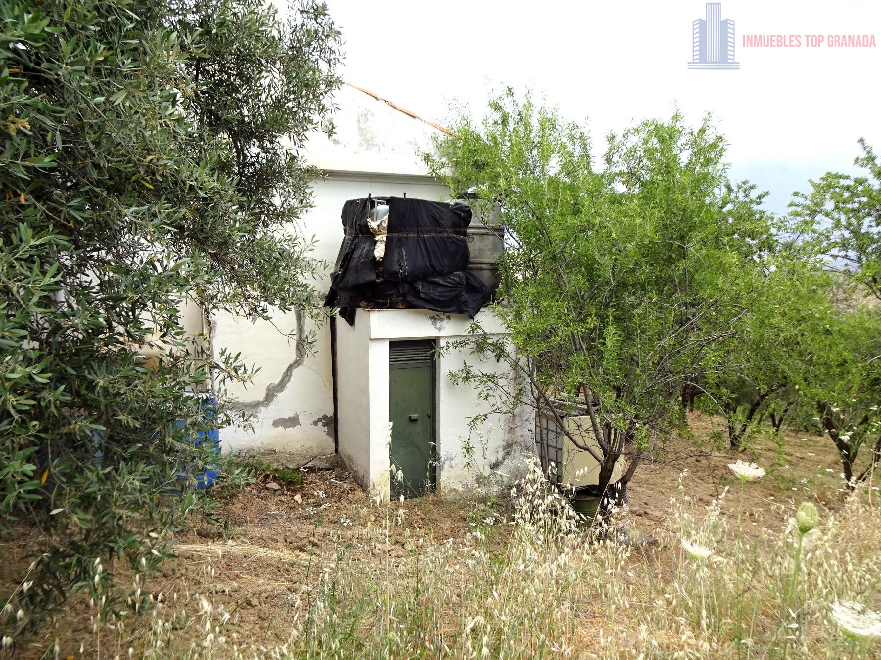 Venta de finca rústica en Pinos Genil