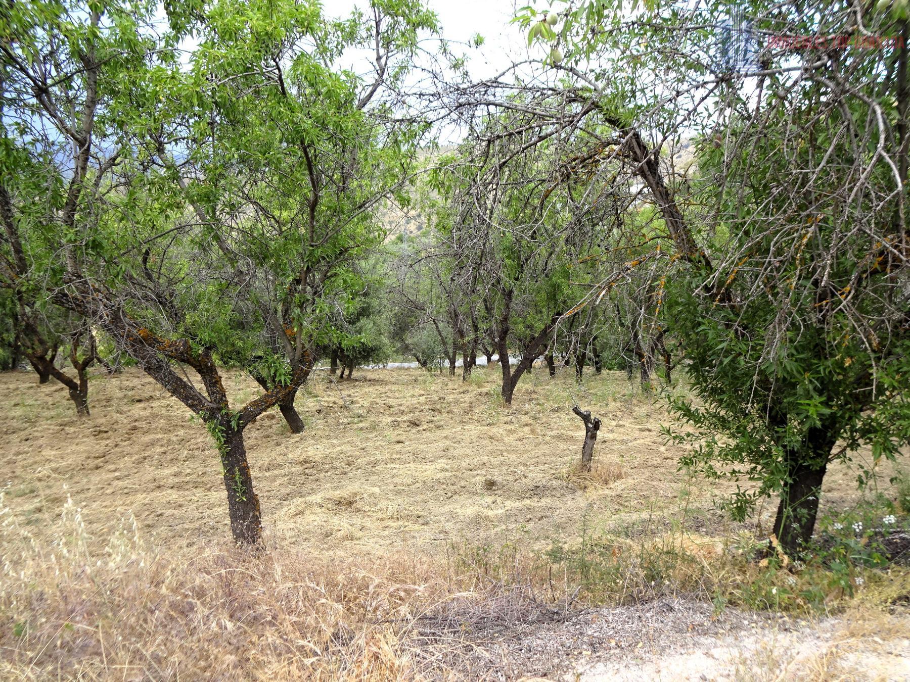 Venta de finca rústica en Pinos Genil