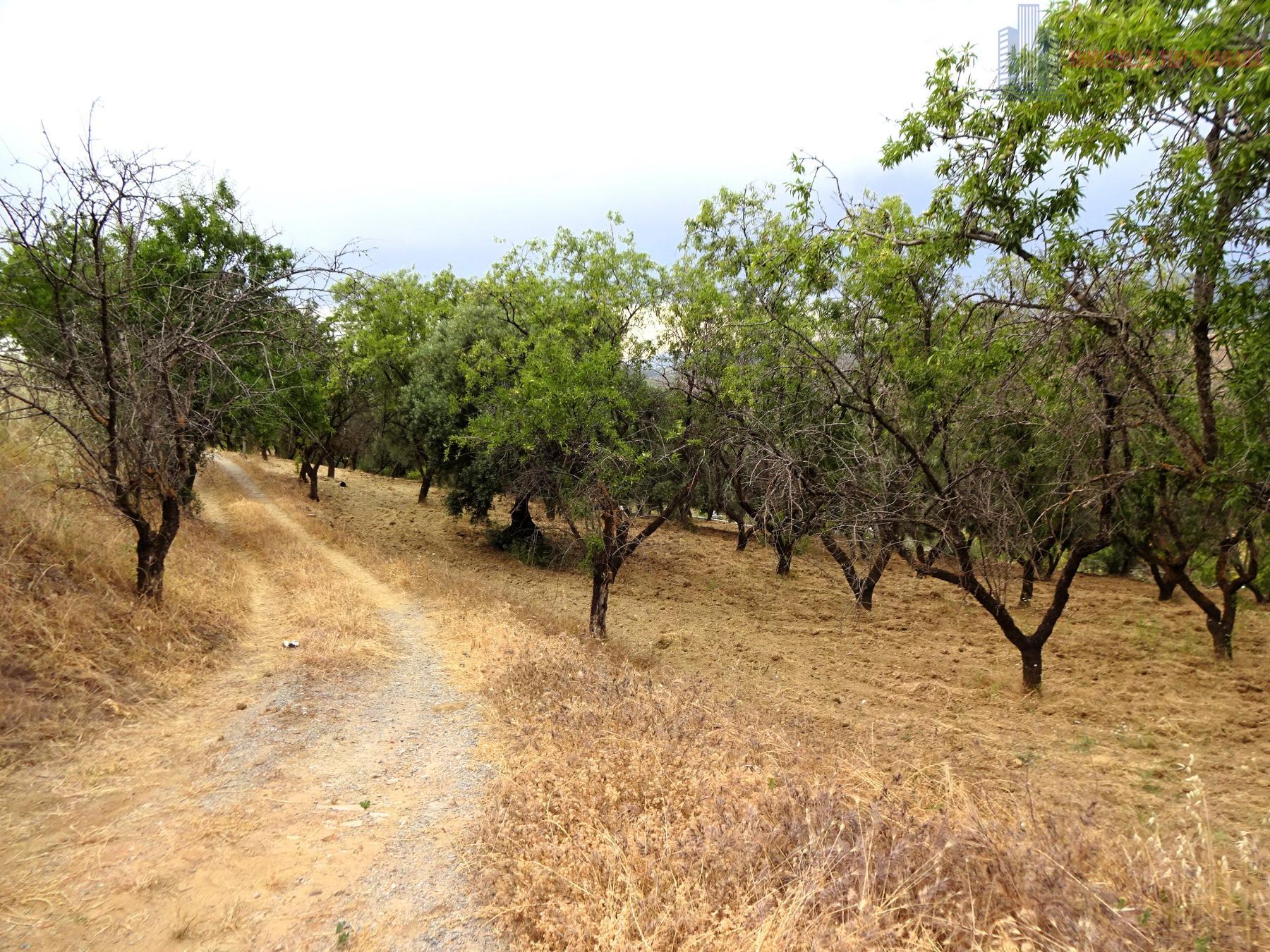 Venta de finca rústica en Pinos Genil