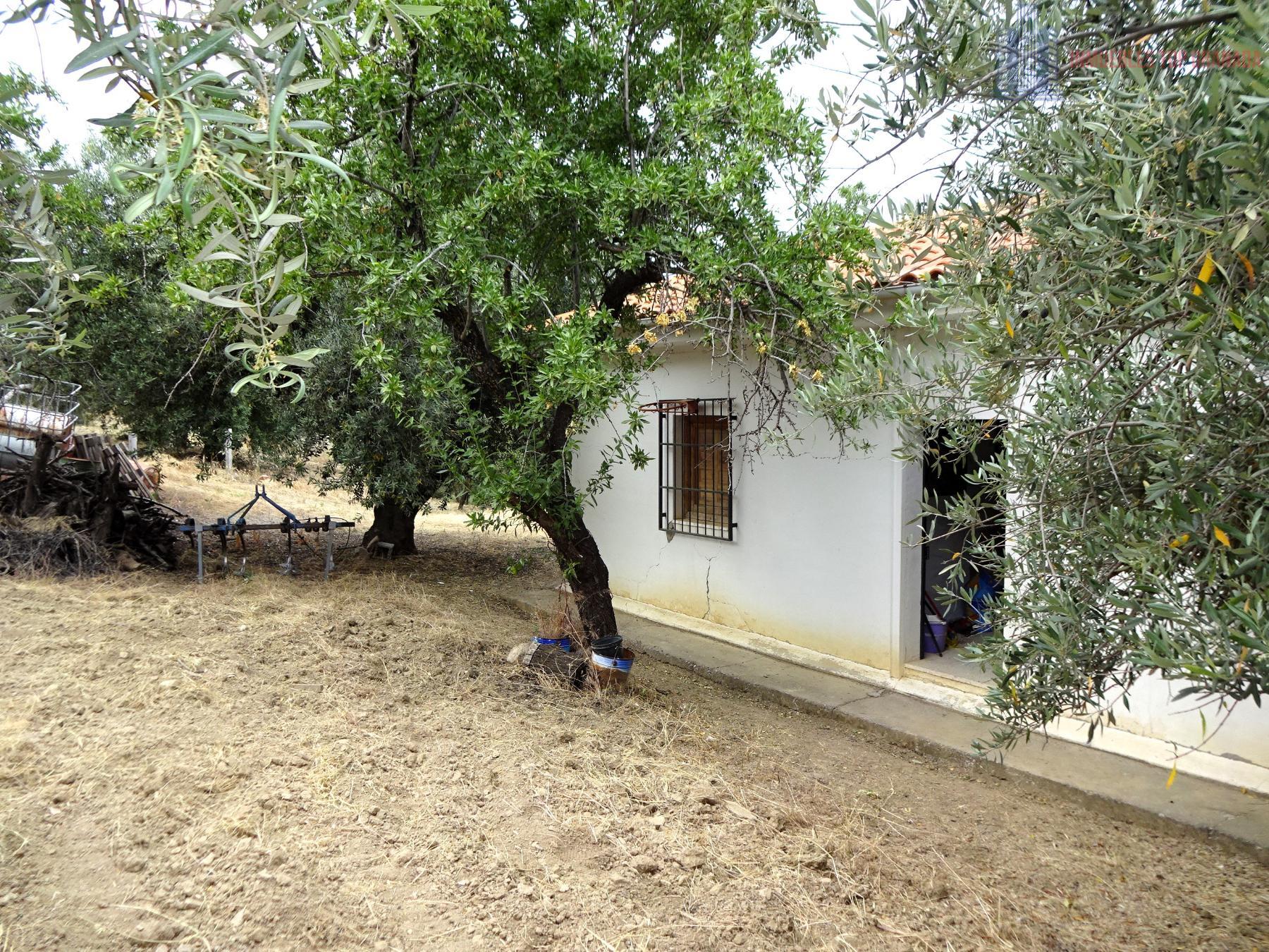 Venta de finca rústica en Pinos Genil