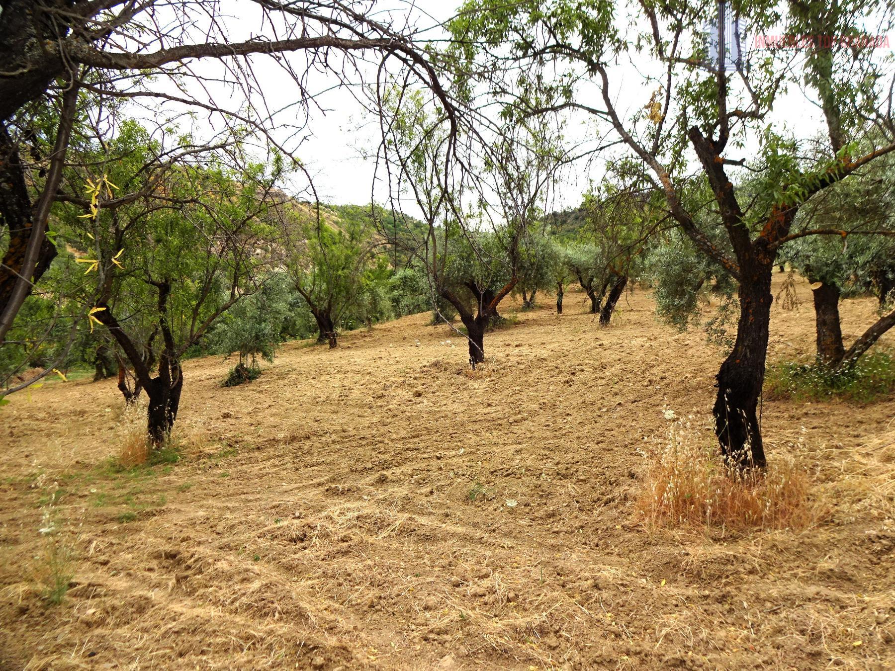 Venta de finca rústica en Pinos Genil