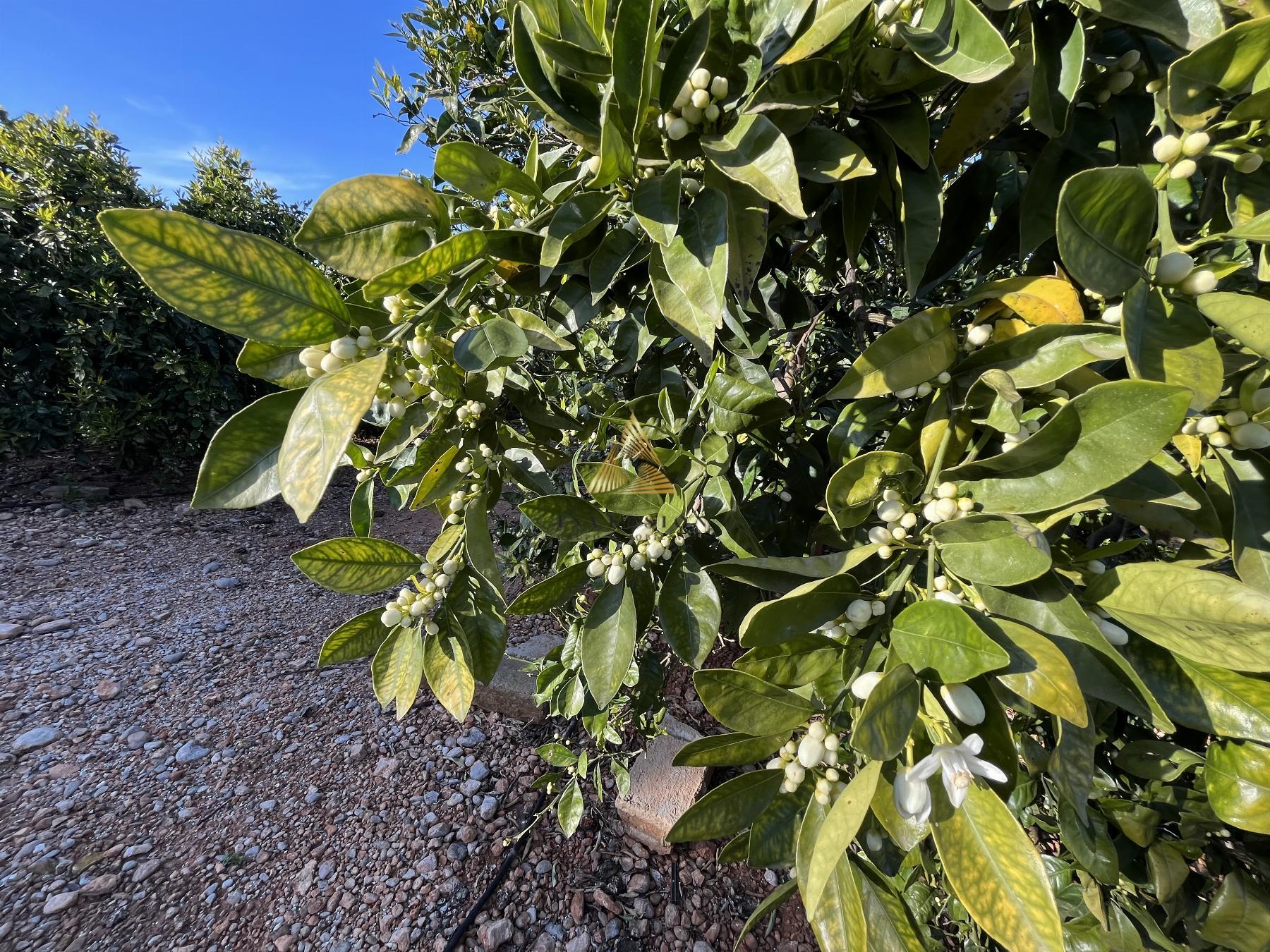 Venta de terreno en Benicarló