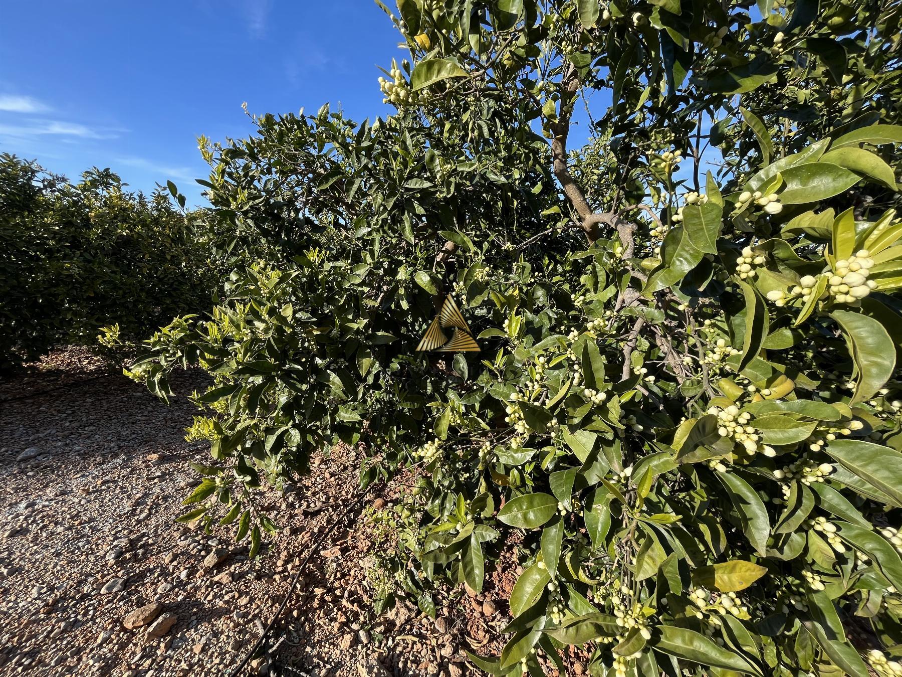 Venta de terreno en Benicarló