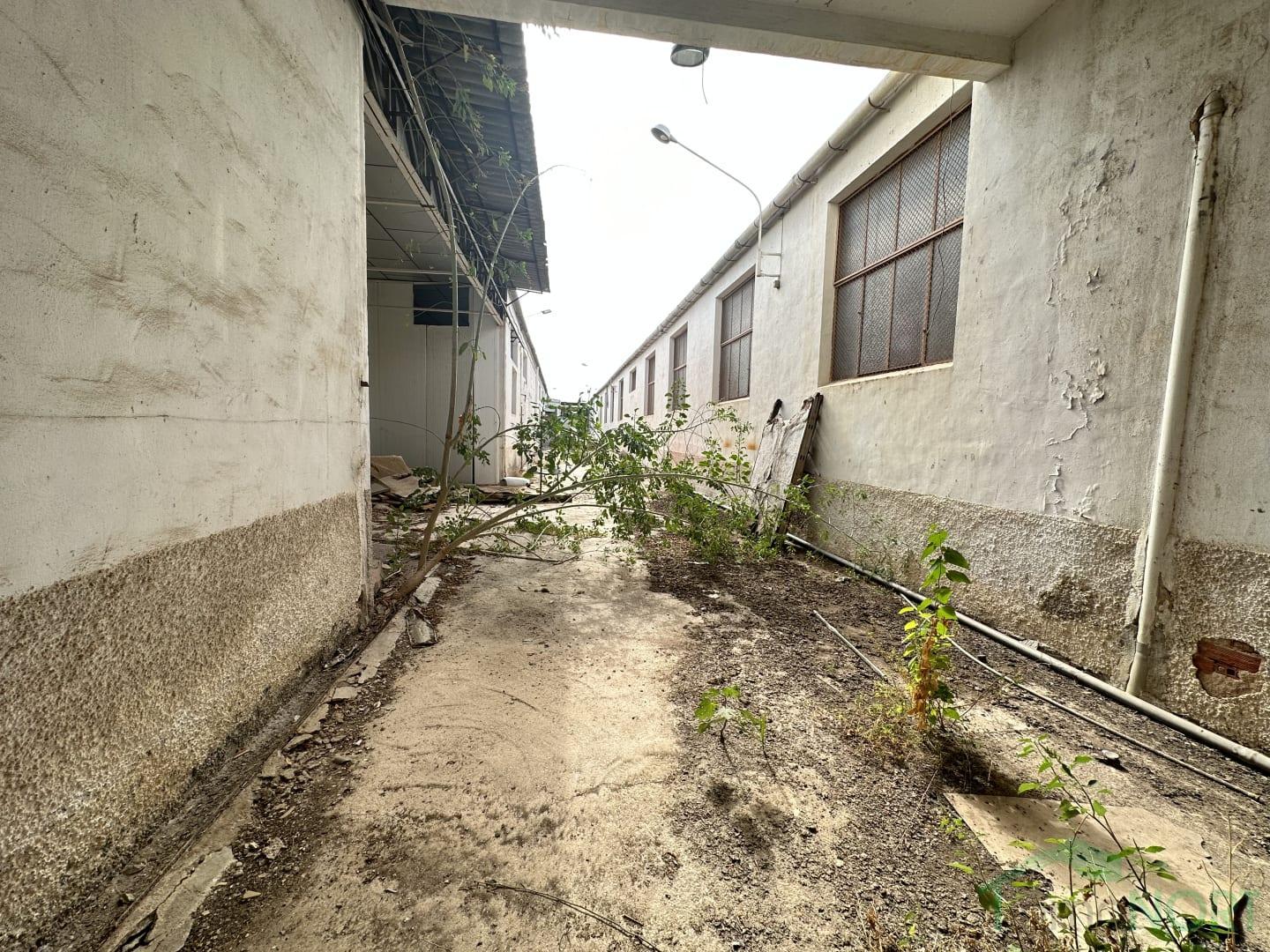 Venta de nave en Almoradí Venta de nave en Almoradí