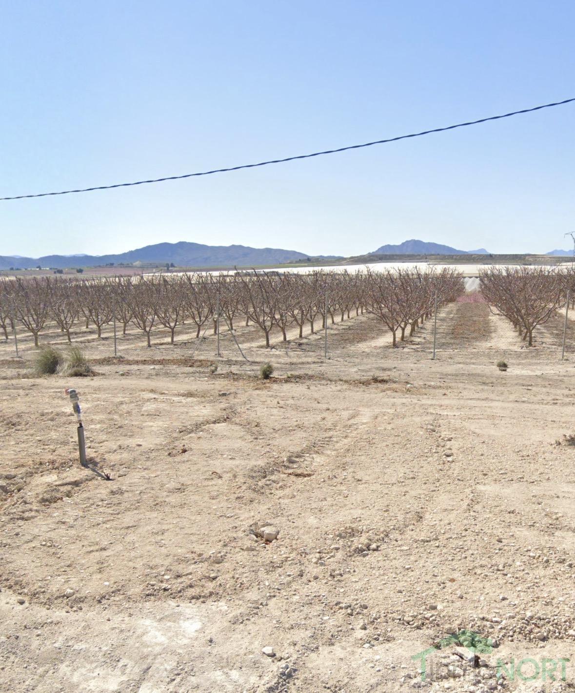 Venta de finca rústica en Cieza