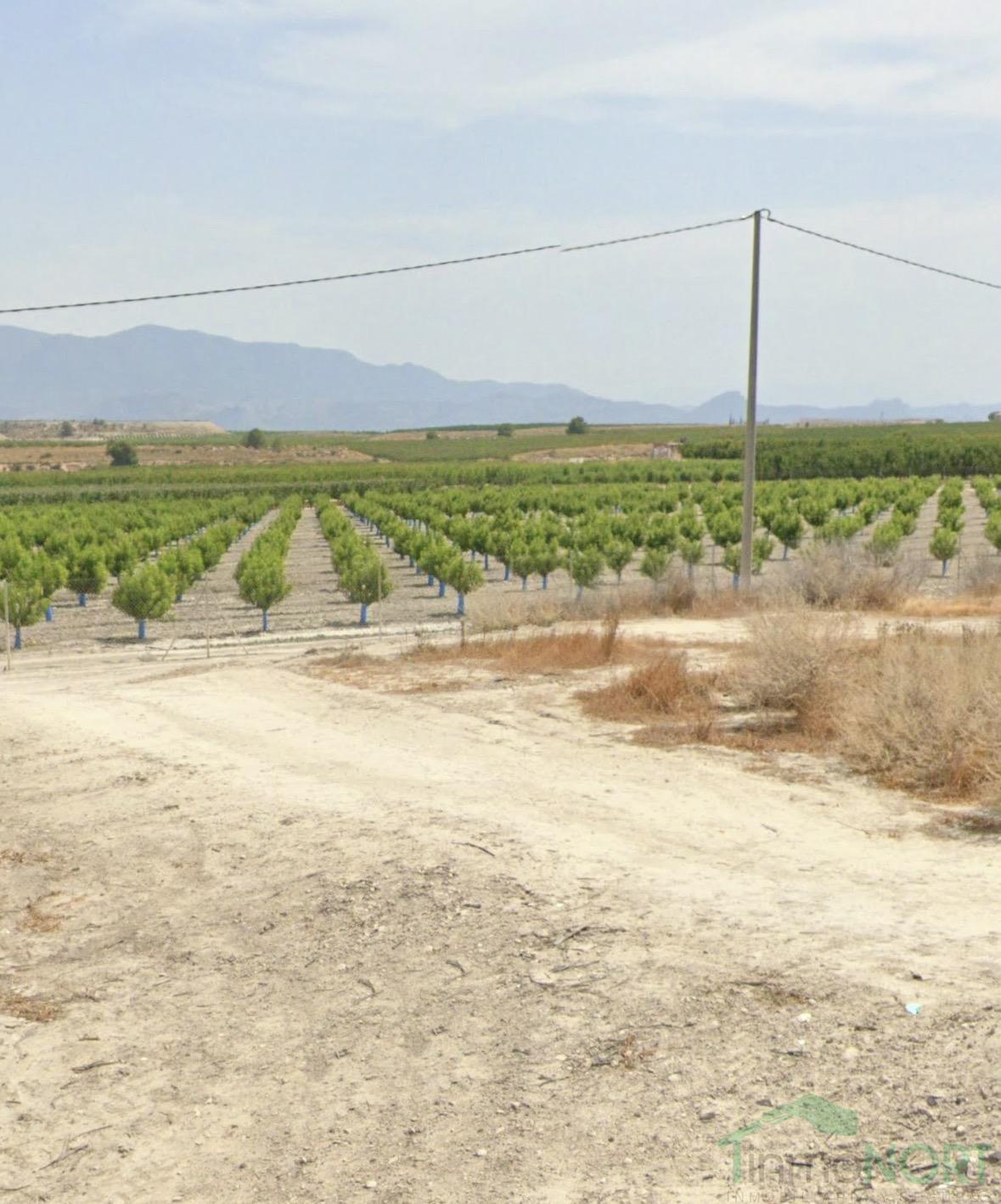 Venta de finca rústica en Cieza