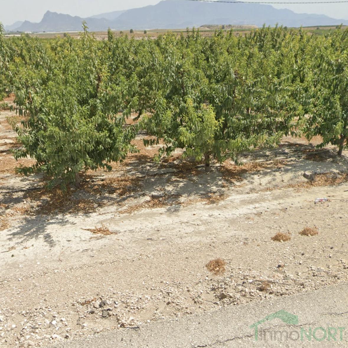 Venta de finca rústica en Cieza