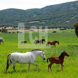 Venta de finca rústica en Campo Real