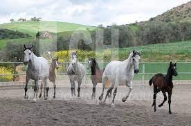Venta de finca rústica en Campo Real