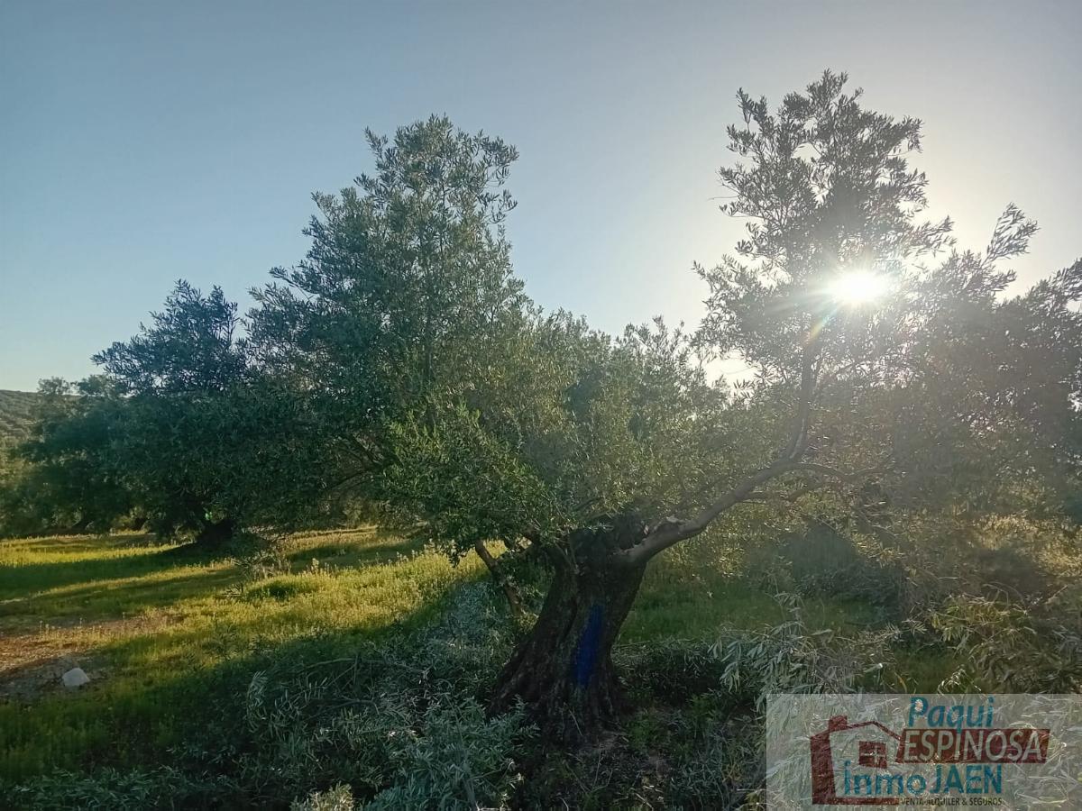 For sale of rural property in Torredonjimeno