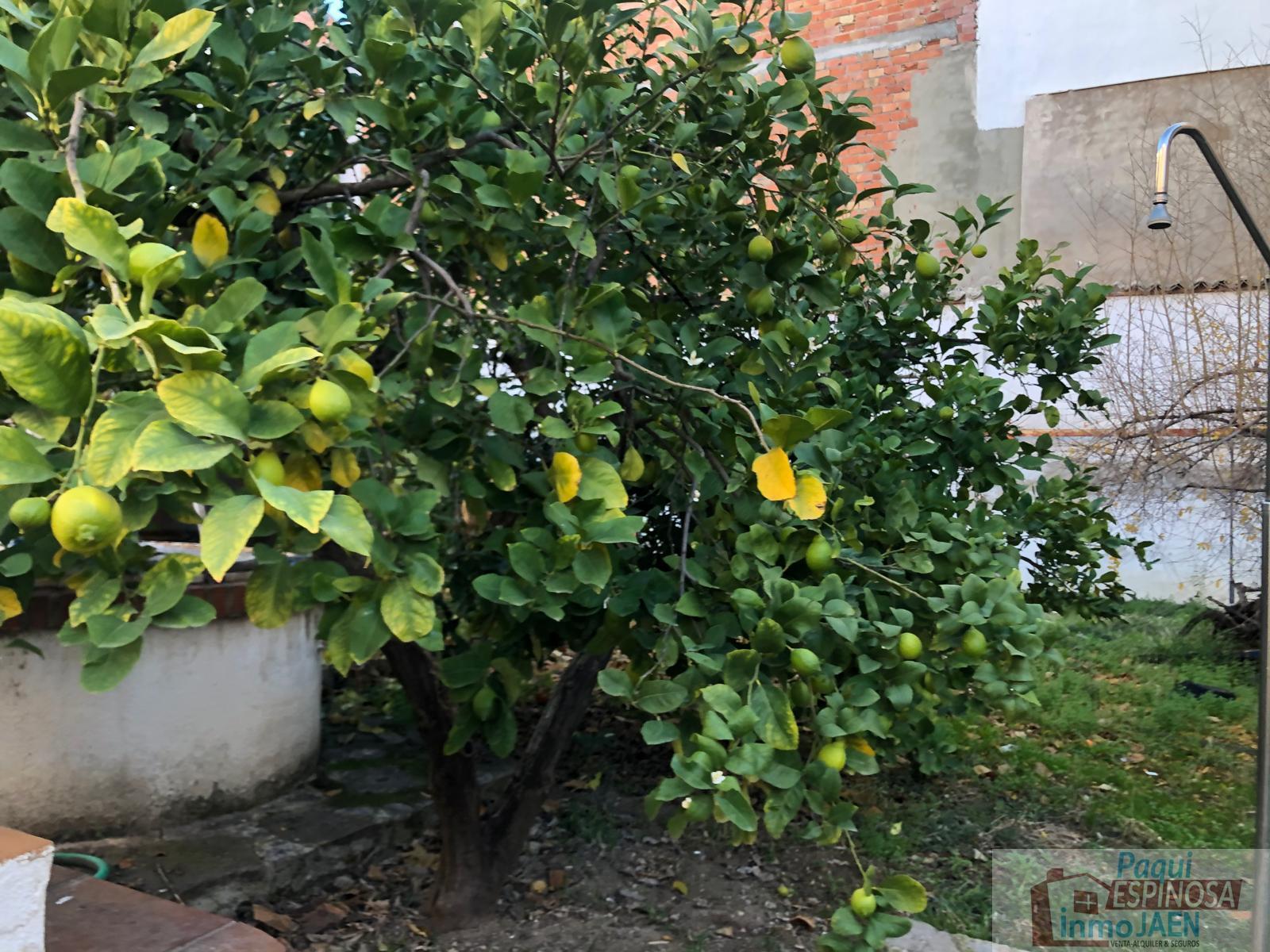 For sale of land in Torredonjimeno