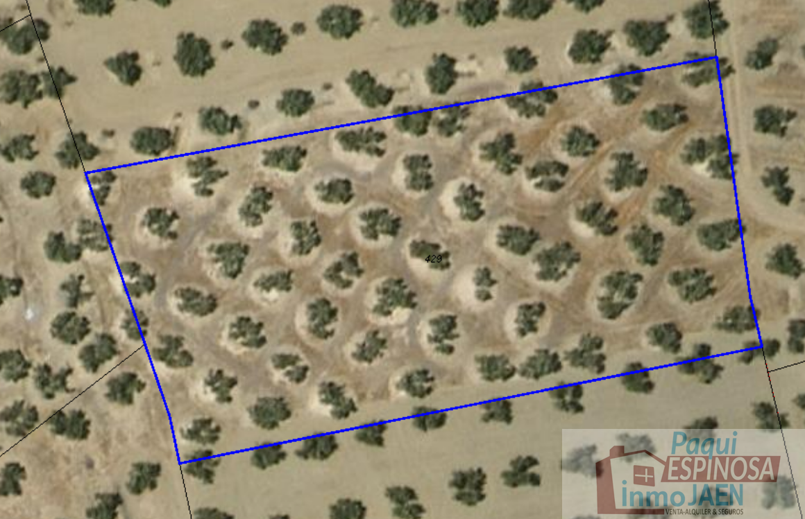 For sale of land in Torredonjimeno