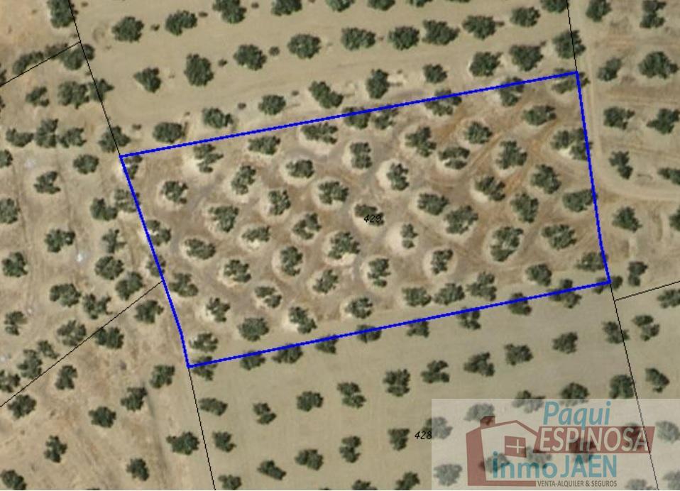 Venta de terreno en Torredonjimeno