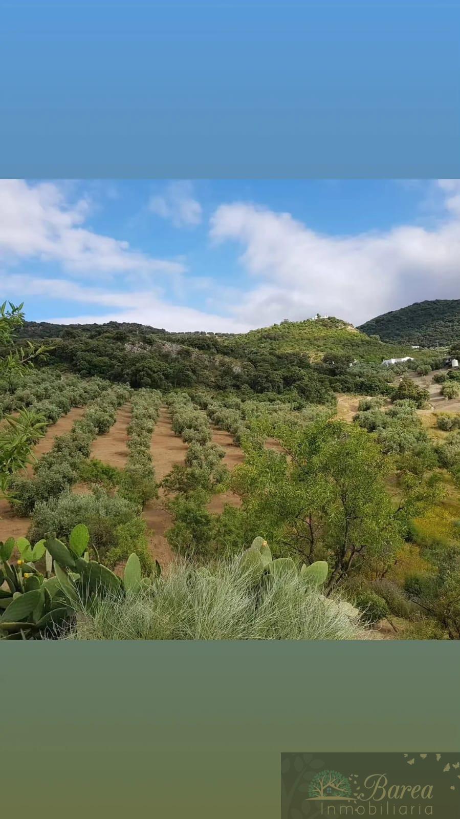 Venta de finca rústica en Iznájar