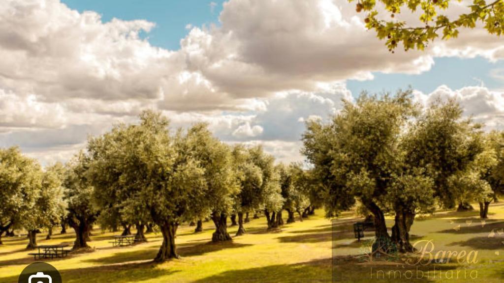 Venta de finca rústica en Rute