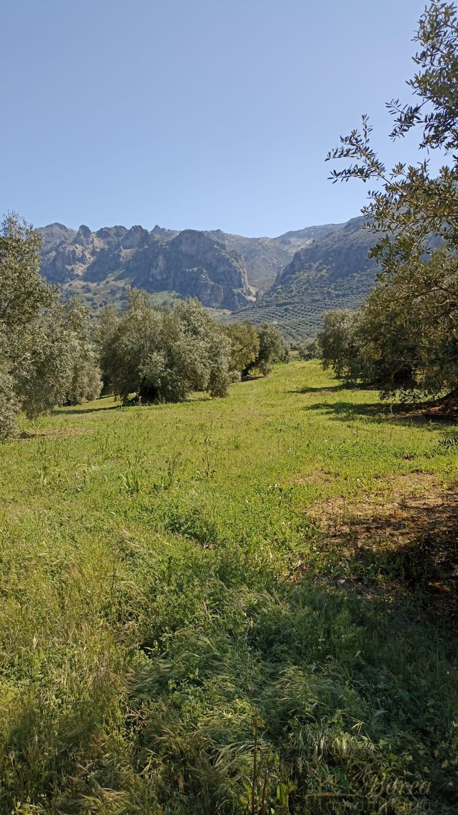For sale of chalet in Rute