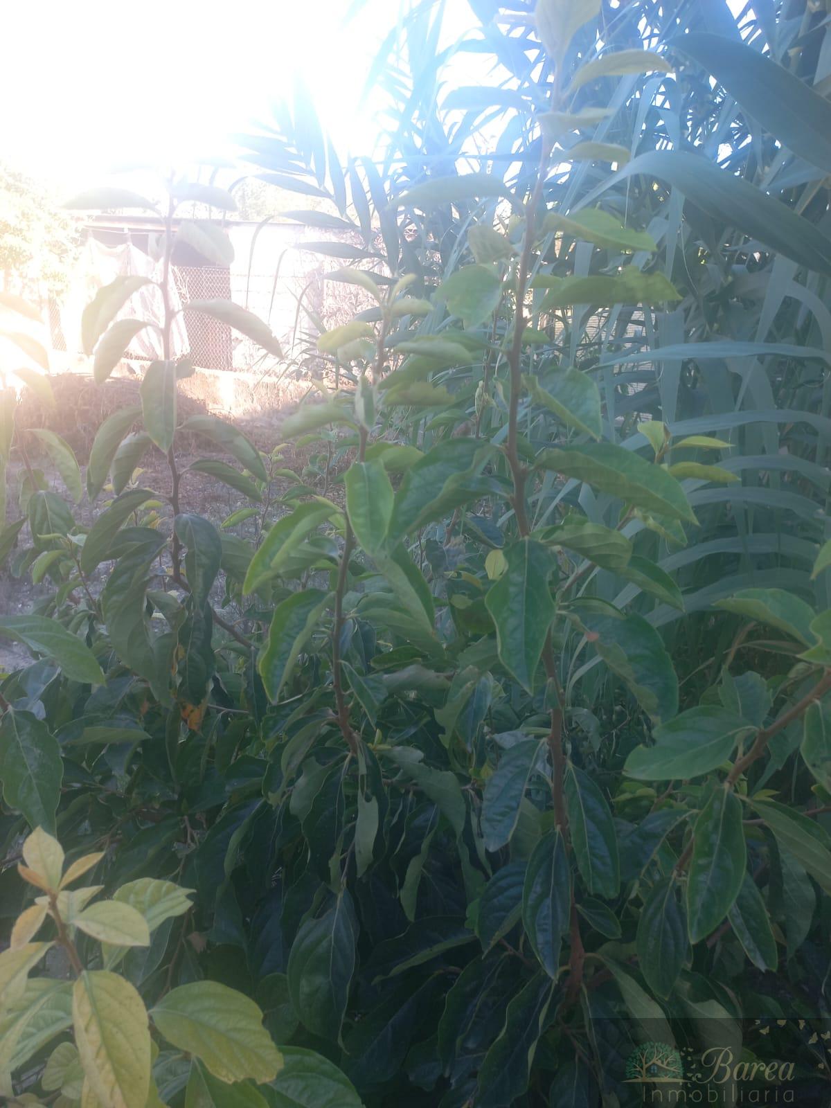 For sale of house in Rute