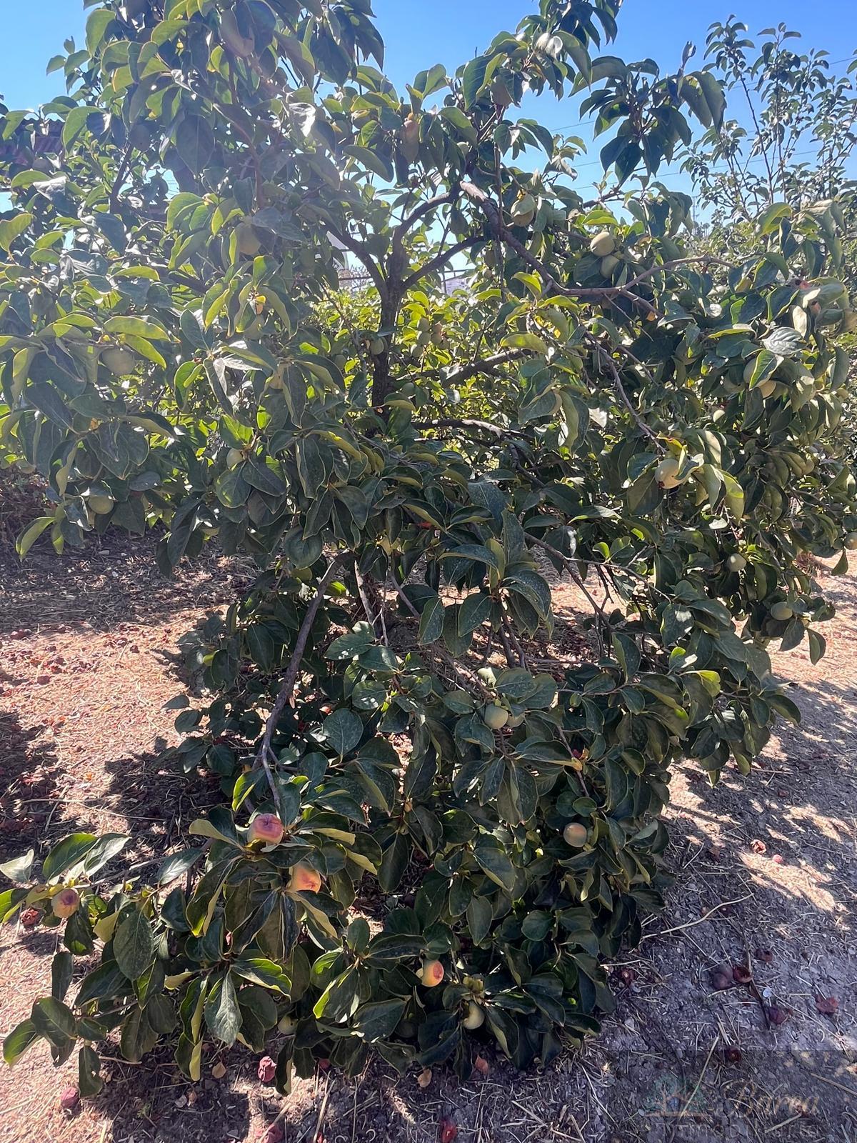 Venta de finca rústica en Rute