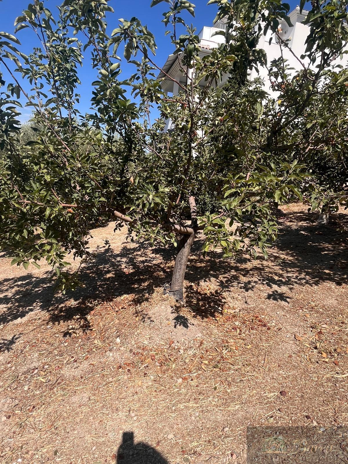 Venta de finca rústica en Rute
