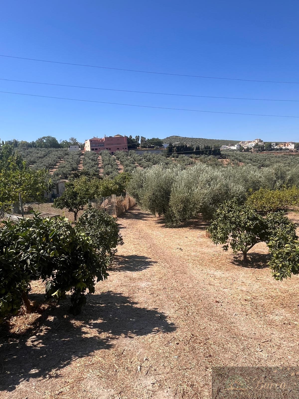 Venta de finca rústica en Rute