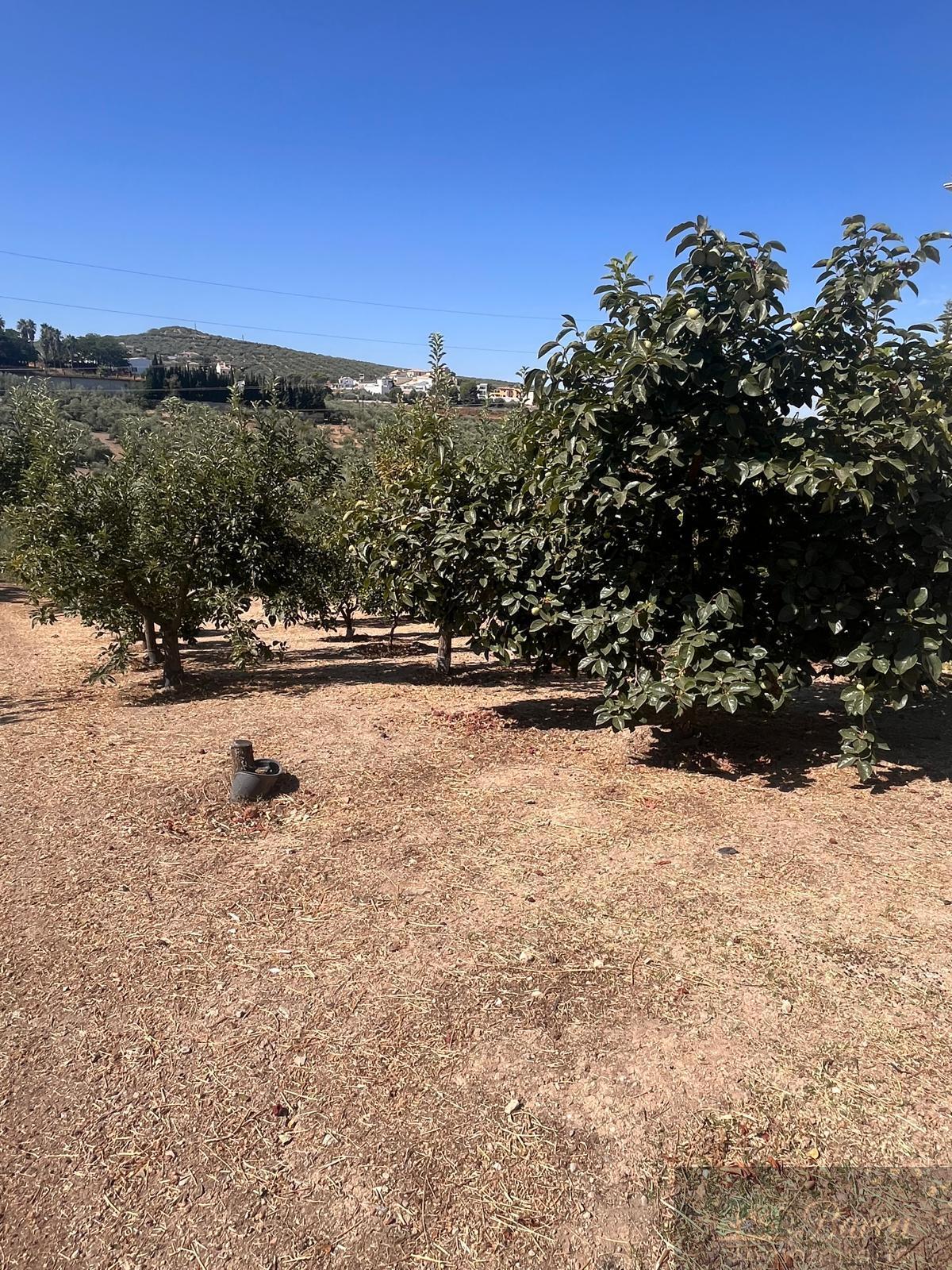 Venta de finca rústica en Rute
