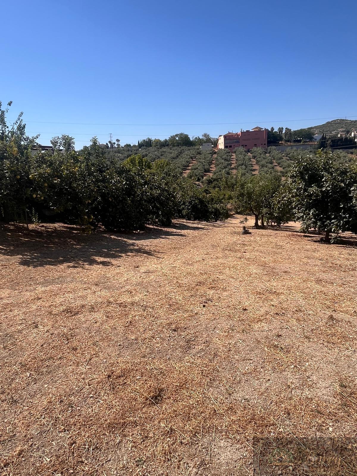 Venta de finca rústica en Rute